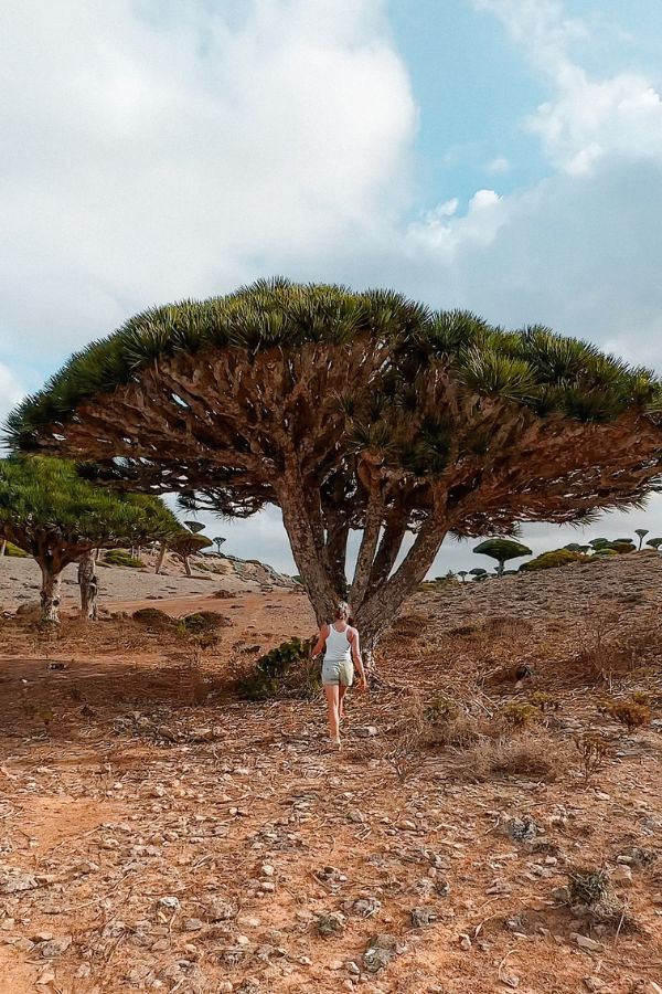 Dragon Blood trees are one of the reason to get to and explore Socotra