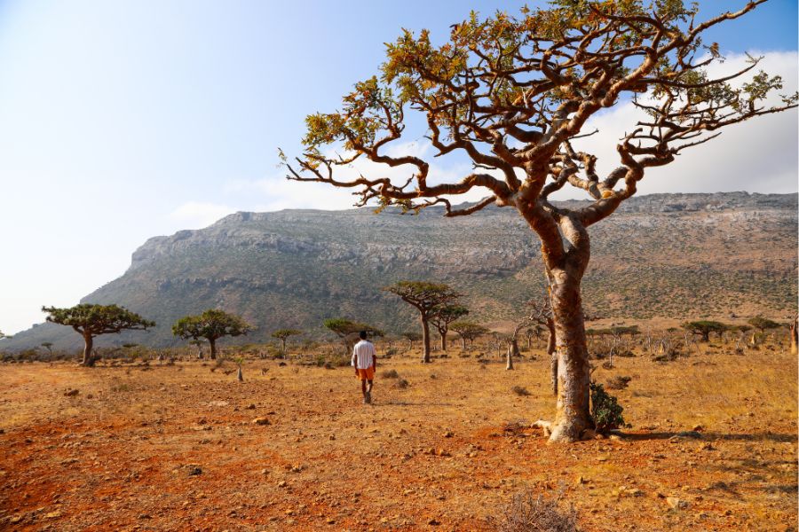 Getting to Socotra is worth it to visit place like Homil Nature reserve